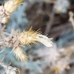 Centaurea paniculata Gyümölcs