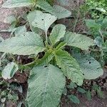 Amaranthus viridisList