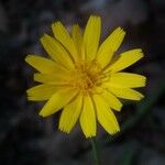 Krigia dandelion Flower