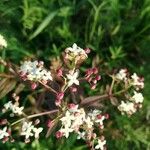 Galium rubioides Плод