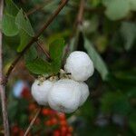 Symphoricarpos albus 果實