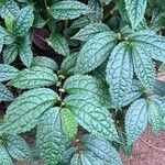 Pilea angulata Hoja