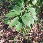 Quercus myrsinifolia Blatt