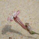Silene portensis Blüte