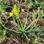 Bulbine abyssinica Folha