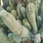 Echinopsis lageniformisКора