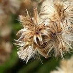 Baccharis trimera Фрукт