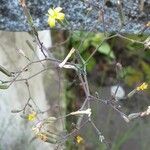 Lactuca muralis Fruit