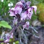 Pedicularis ornithorhynchosCvet