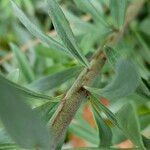 Linaria purpurea Bark