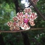 Trichocentrum carthagenense Flower