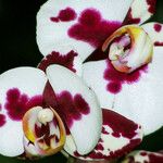 Eriaxis rigida Flower