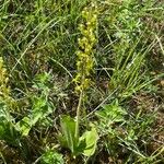 Neottia ovata Habit