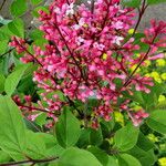 Syringa pubescens Blomma