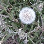 Taraxacum rubicundum Mbuma