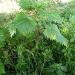 Urtica pilulifera Blatt