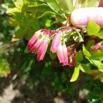 Vaccinium cylindraceum Flower