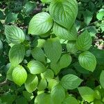 Cornus rugosa Blatt