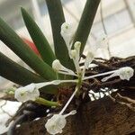 Podangis dactyloceras Flor