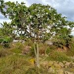 Ficus abutilifolia Habit