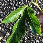 Passiflora incarnata Blatt