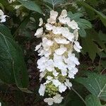 Hydrangea quercifolia W.Bartram花