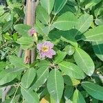 Tabebuia heterophylla Leht