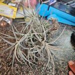 Tillandsia aeranthos 葉