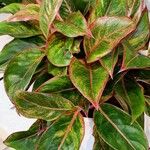 Aglaonema commutatum Liść