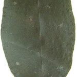 Eugenia albicans अन्य