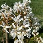 Amelanchier × grandiflora Blomma