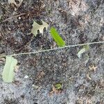 Smilax bona-nox Habit