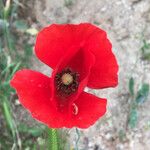 Papaver rhoeas Цвят