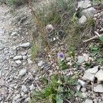 Globularia vulgaris Habitus