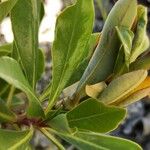 Euphorbia erubescens Blad