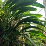 Coelogyne asperata Συνήθη χαρακτηριστικά