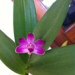 Spathoglottis unguiculata Flower
