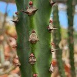 Euphorbia desmondii Leaf