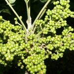 Zanthoxylum setulosum Vili