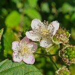 Rubus armeniacus Цветок