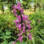 Betonica officinalisFlower