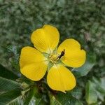 Ludwigia elegans Λουλούδι