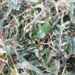 Smilax aspera Likasa