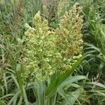 Sorghum bicolorÇiçek