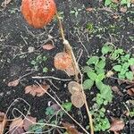 Physalis alkekengi Costuma