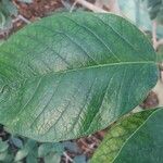 Ficus tequendamae Leaf