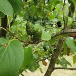 Alnus cordata Fruchs