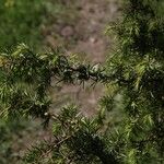 Juniperus communis 整株植物