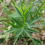 Inula ensifolia Hoja