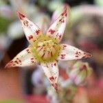 Graptopetalum pachyphyllum Flower